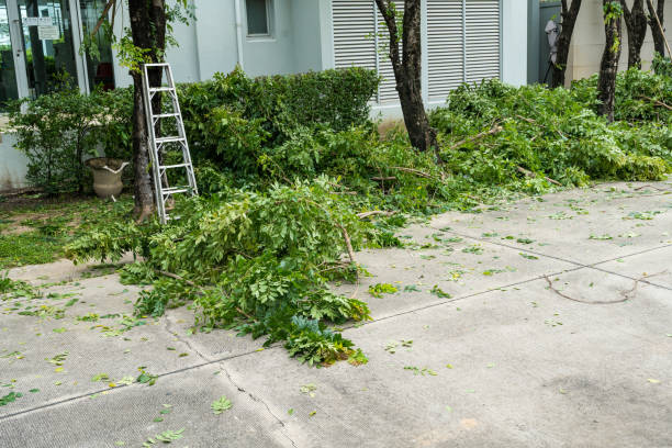 Best Tree and Shrub Care  in Attica, IN