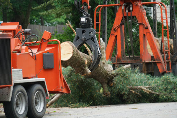 Attica, IN Tree Removal Company
