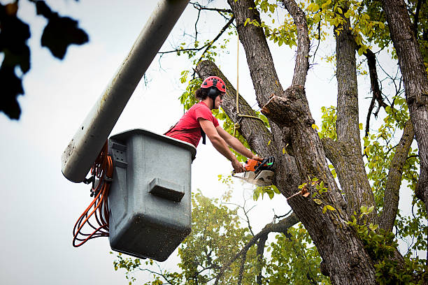 Best Tree Removal  in Attica, IN