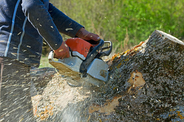 Best Utility Line Clearance  in Attica, IN