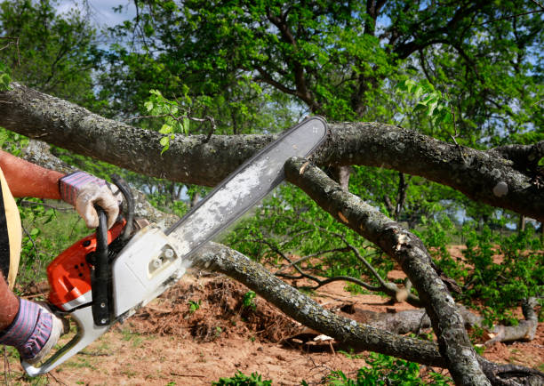Best Emergency Tree Removal  in Attica, IN